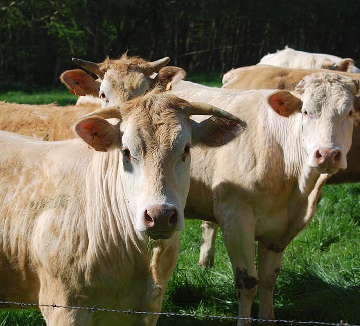 Nous sommes éleveurs et producteurs de viande de bovin depuis 1958.